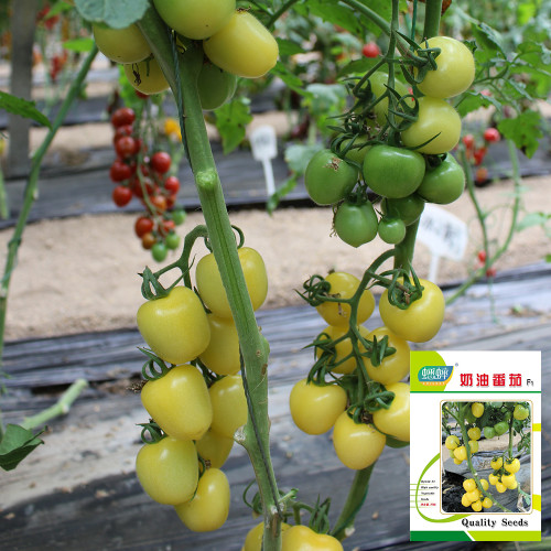 Cream White Cherry Tomato F1 Seeds - High-Yield Buttery Yellow Pear Shape, Excellent Shelf Life