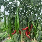 Hongtianxia String Pepper Seeds - Hybrid Variety, Long Pepper Seeds, Light Green Fruits, Crisp & Moderately Spicy
