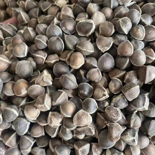 Moringa tree Seeds - Fast-Growing, Edible, Medicinal, Ornamental