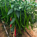 Hongtianxia String Pepper Seeds - Hybrid Variety, Long Pepper Seeds, Light Green Fruits, Crisp & Moderately Spicy