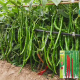 Hongtianxia String Pepper Seeds - Hybrid Variety, Long Pepper Seeds, Light Green Fruits, Crisp & Moderately Spicy
