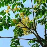 Moringa tree Seeds - Fast-Growing, Edible, Medicinal, Ornamental
