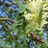Moringa tree Seeds - Fast-Growing, Edible, Medicinal, Ornamental