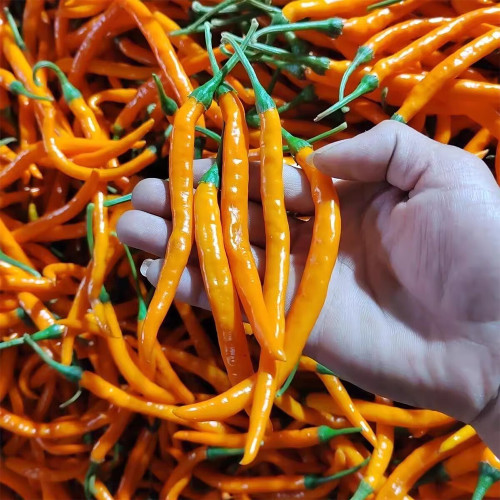 'Yellow La Mei' Long Chili Pepper Seeds - Vigorous Plants, Bright Yellow, Medium Spicy, High Adaptability