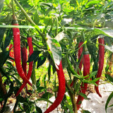 Hongtianxia String Pepper Seeds - Hybrid Variety, Long Pepper Seeds, Light Green Fruits, Crisp & Moderately Spicy