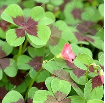 Red Oxalis Versicolor Flowers Seeds for Garden Home Planting (Color: 6)