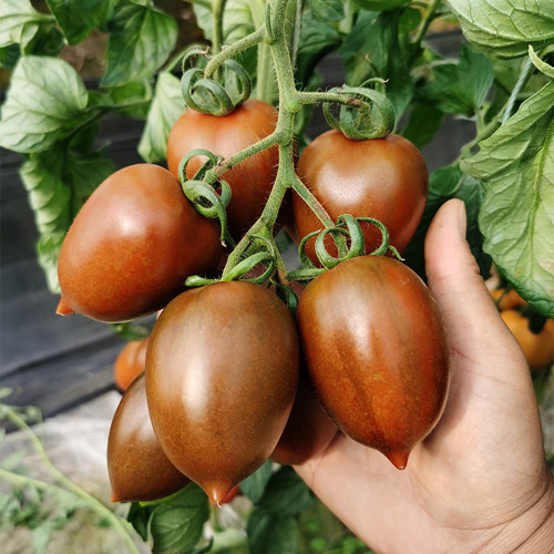 Purple Roman Tomato Seeds - Indeterminate, Cluster Harvest, Thick Skin, Greenhouse Adaptable