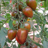 Royal Violet Cherry Tomato Seeds Hybrid, Virus Resistant, High Sugar, for Greenhouse & Garden