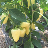 Baifumei White Chili Pepper Seeds - Early Maturing, High-Yielding, Pronounced Spiciness, Stable Yield