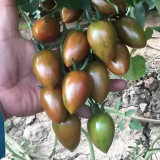 Royal Violet Cherry Tomato Seeds Hybrid, Virus Resistant, High Sugar, for Greenhouse & Garden