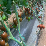 Purple Roman Tomato Seeds - Indeterminate, Cluster Harvest, Thick Skin, Greenhouse Adaptable