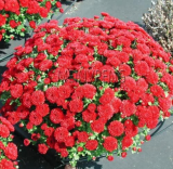Ground-Cover Chrysanthemum Seed Potted Garden - (Color: 8)