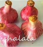 Garlic Seed Pure Natural and Organic Vegetable Plants (Color: 4)