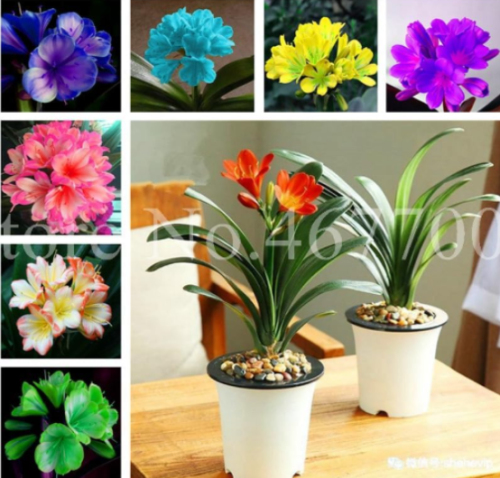 Clivia Indoor Seeds Rare Rainbow Clivia Flowers Potted Plants (Color: 1)