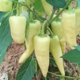 Baifumei White Chili Pepper Seeds - Early Maturing, High-Yielding, Pronounced Spiciness, Stable Yield