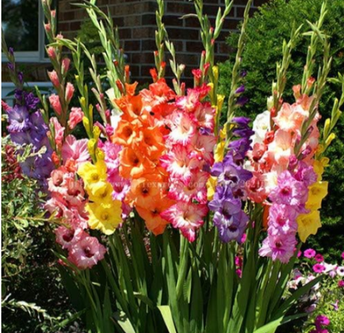 Multi-Color Gladiolus Flower Seeds (Color: 6)