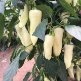 Baifumei White Chili Pepper Seeds - Early Maturing, High-Yielding, Pronounced Spiciness, Stable Yield