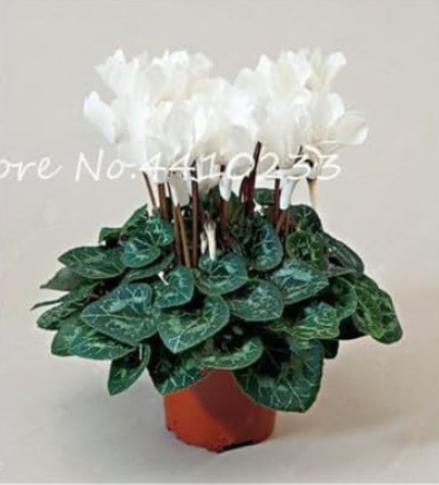 Cyclamen Seeds Indoor Potted Flower Perennial Flowering (Color: k)