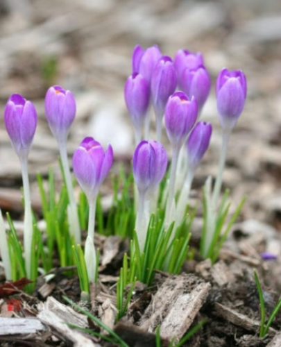 Crocus sativus semillas - Fanhonghua - Seed Flower Plant sementes - (Color: 12)