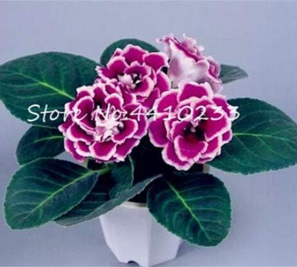 Gloxinia Seed Sinningia Gloxinia Charming Beauty Gloxinia Perennial Flower (Color: r)