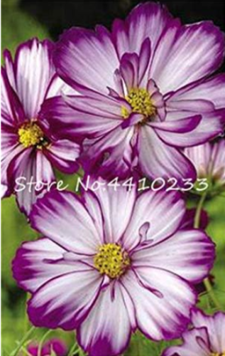 Chocolate Cosmos Seed Flower Blooms All Summer Long and Has Rich Scent (Color: p)