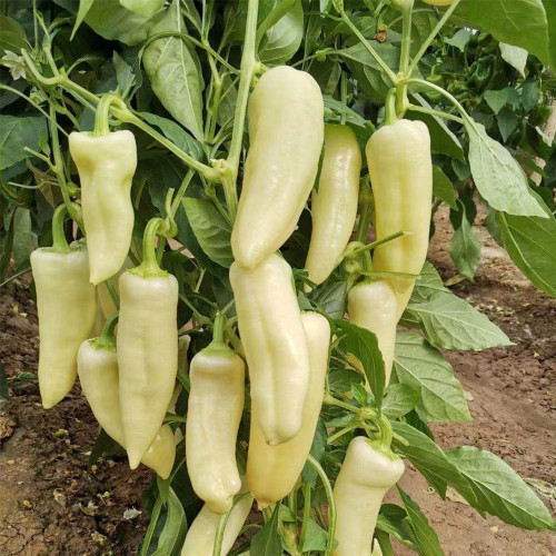 Baifumei White Chili Pepper Seeds - Early Maturing, High-Yielding, Pronounced Spiciness, Stable Yield
