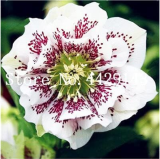 Helleborus Plants Garden Summer Flower Seeds