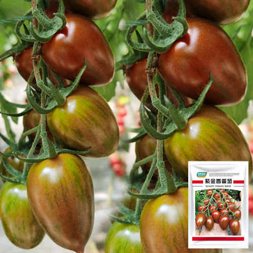 Royal Violet Cherry Tomato Seeds Hybrid, Virus Resistant, High Sugar, for Greenhouse & Garden