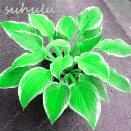 Hosta Seeds Perennial Plantain Lily Flower Ornamental Plant