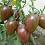 Royal Violet Cherry Tomato Seeds Hybrid, Virus Resistant, High Sugar, for Greenhouse & Garden