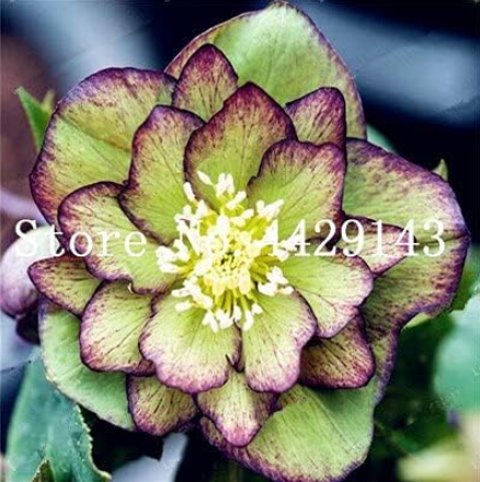 Helleborus Plants Garden Summer Flower Seeds