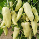 Baifumei White Chili Pepper Seeds - Early Maturing, High-Yielding, Pronounced Spiciness, Stable Yield