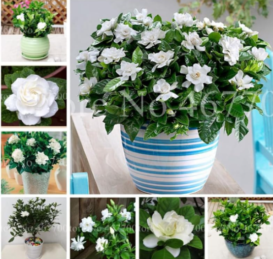 Gardenia Seeds Cape Jasmine Home Garden Indoor Potted Gift Amazing Flowers