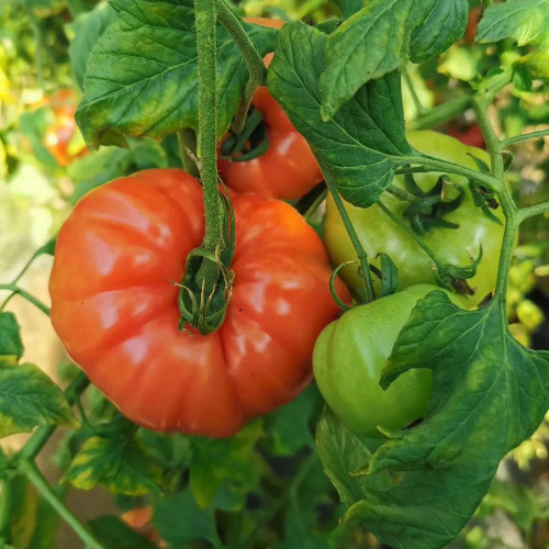Giant Heirloom Pink Beefsteak Tomato Seeds - Meaty Few Seeds, Gourmet, High Productivity
