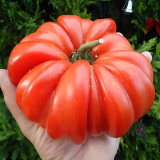 Giant Heirloom Pink Beefsteak Tomato Seeds - Meaty Few Seeds, Gourmet, High Productivity