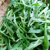 Noodle Vegetable Seeds (Silene conoidea) - Fast-Growing, Cold Tolerant for Steaming, Stir-Fry & Fresh Salads