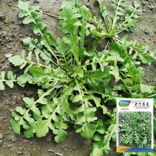 Broad-leaved Shepherd's Purse Seeds - Nutritious, Umami Flavor, Early Bolting, High Yield Variety for Fast Harvest