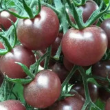 'Midnight Pearl' Gourmet Tomato Seeds - Dutch Hybrid Tangy-Sweet, Commercial Grade