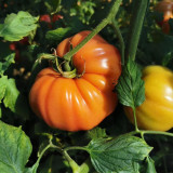 Giant Heirloom Pink Beefsteak Tomato Seeds - Meaty Few Seeds, Gourmet, High Productivity