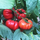 Giant Heirloom Pink Beefsteak Tomato Seeds - Meaty Few Seeds, Gourmet, High Productivity