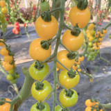 'First Love' Gourmet Yellow Tomato Seeds - Hybrid, Sweet Aroma, High Yield,  Agritourism Favorite