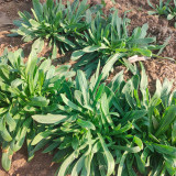 Noodle Vegetable Seeds (Silene conoidea) - Fast-Growing, Cold Tolerant for Steaming, Stir-Fry & Fresh Salads