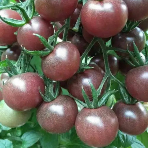 'Midnight Pearl' Gourmet Tomato Seeds - Dutch Hybrid Tangy-Sweet, Commercial Grade