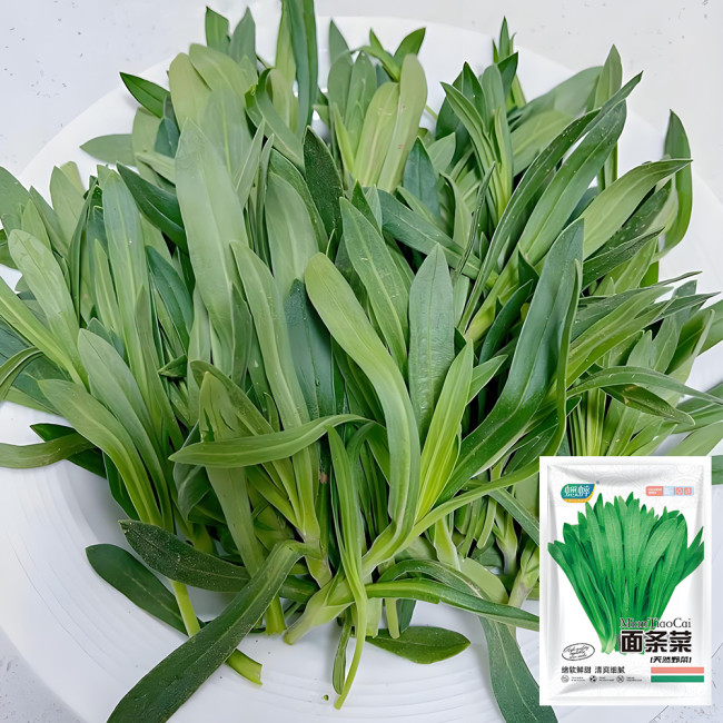 Noodle Vegetable Seeds (Silene conoidea) - Fast-Growing, Cold Tolerant for Steaming, Stir-Fry & Fresh Salads