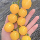 'First Love' Gourmet Yellow Tomato Seeds - Hybrid, Sweet Aroma, High Yield,  Agritourism Favorite