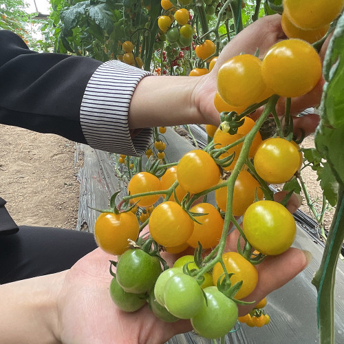 'First Love' Gourmet Yellow Tomato Seeds - Hybrid, Sweet Aroma, High Yield,  Agritourism Favorite