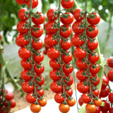 'Waterfall Red Cluster' Grape Tomato Seeds - High Yield, Sweet Flavor, Crack-Resistant