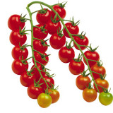 'Waterfall Red Cluster' Grape Tomato Seeds - High Yield, Sweet Flavor, Crack-Resistant