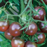 'Midnight Pearl' Gourmet Tomato Seeds - Dutch Hybrid Tangy-Sweet, Commercial Grade
