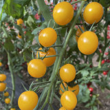 'First Love' Gourmet Yellow Tomato Seeds - Hybrid, Sweet Aroma, High Yield,  Agritourism Favorite